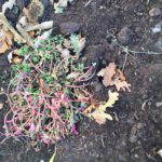 portulaca vet plant met bloemen